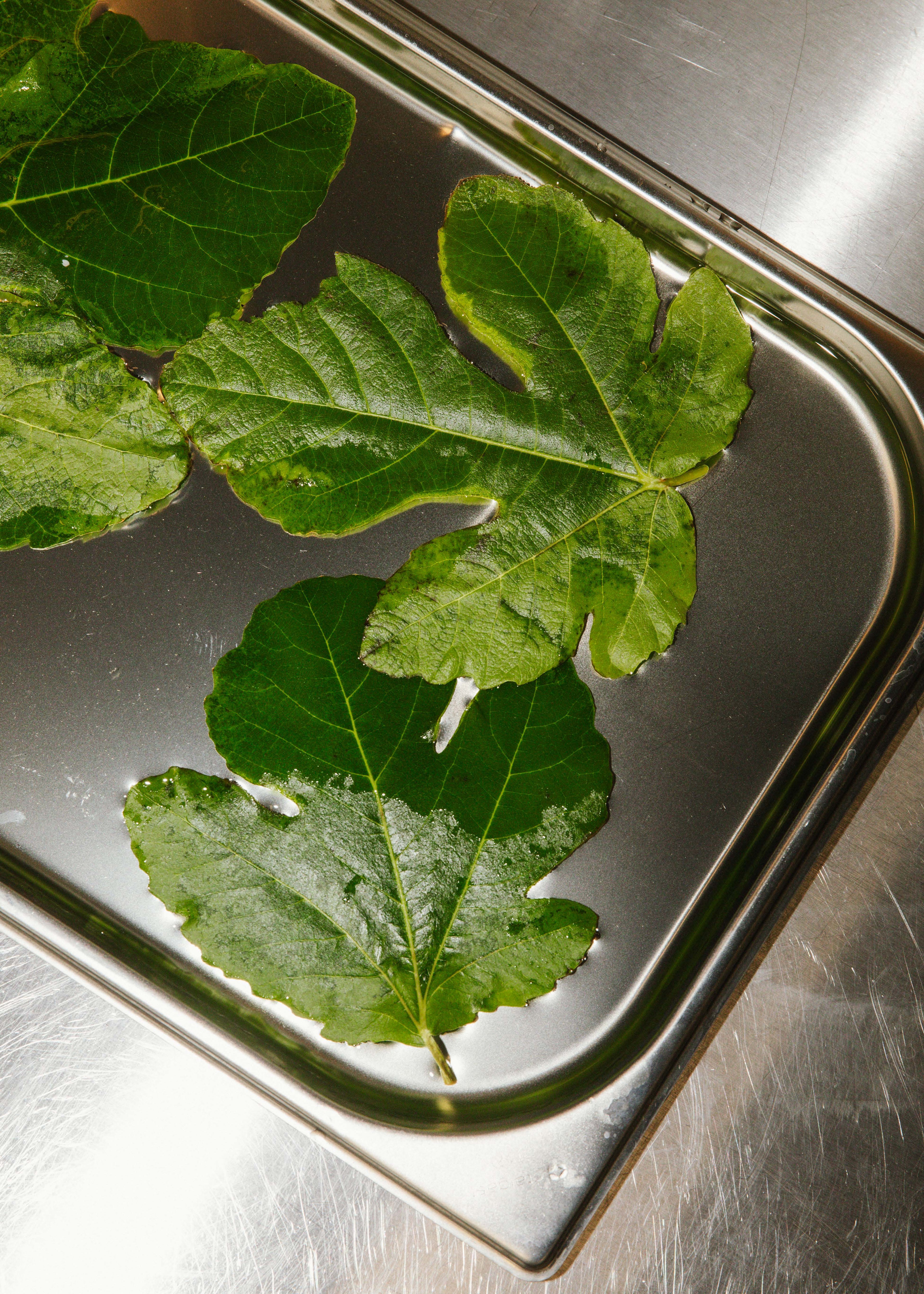 Fig Leap